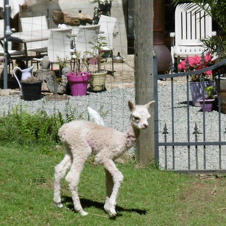 Lazy Days Bed & Breakfast Rancon ภายนอก รูปภาพ
